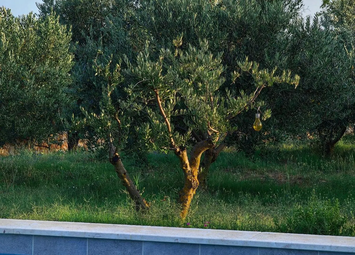 New 2023 Villa Tree Of Life Sveti Petar  Sveti Petar (Zadar)