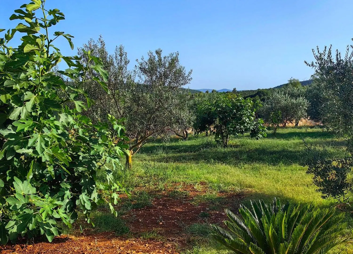 New 2023 Villa Tree Of Life Sveti Petar