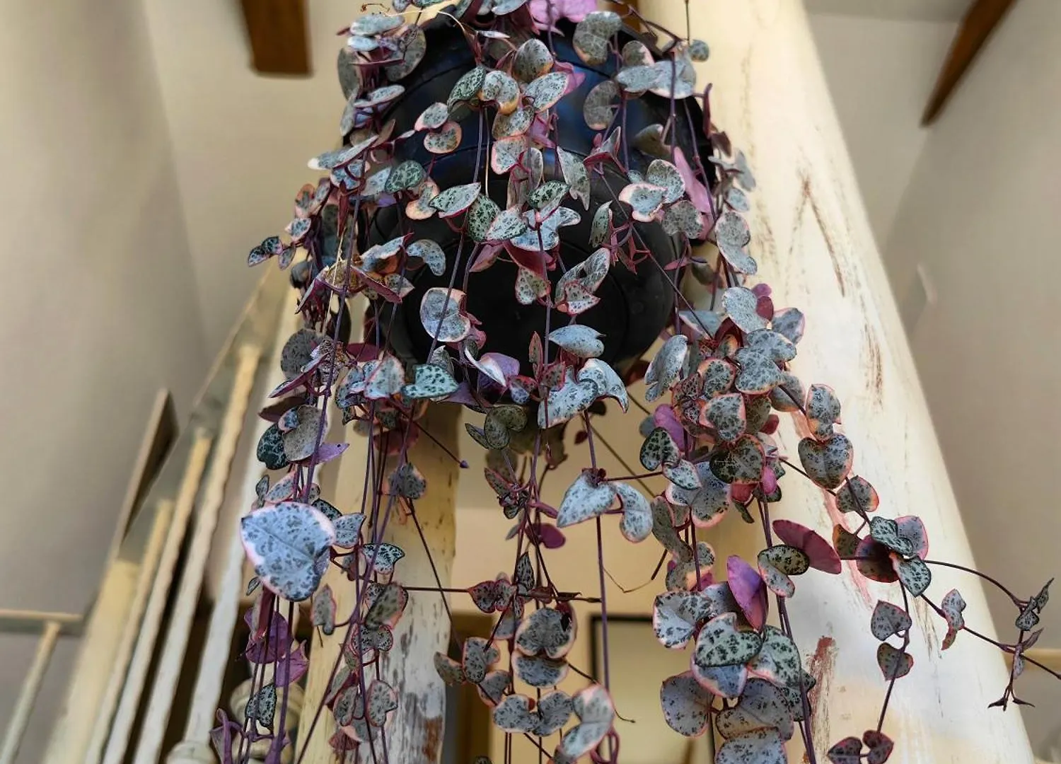 New 2023 Villa Tree Of Life Sveti Petar  Croatia
